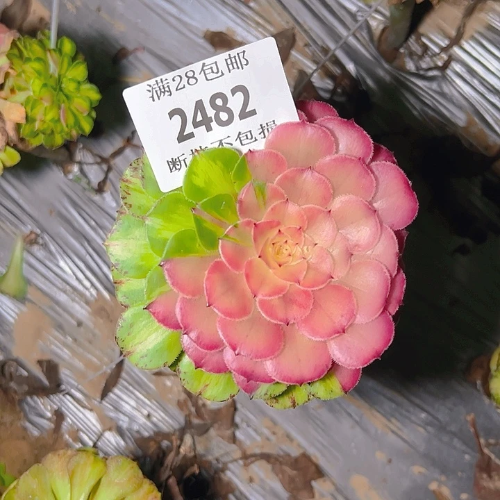2482无根知否多肉植物