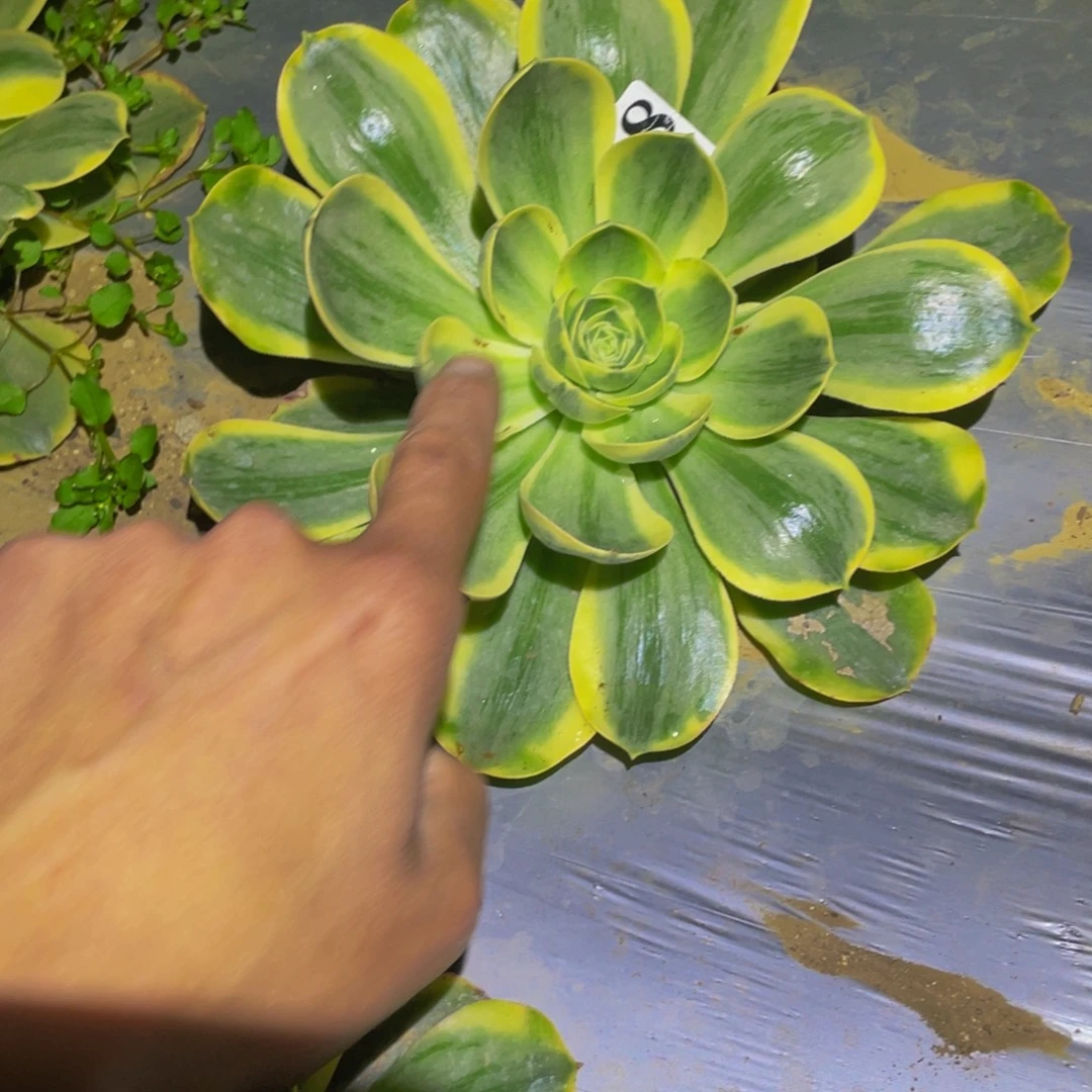 白锦香炉盘多肉植物800