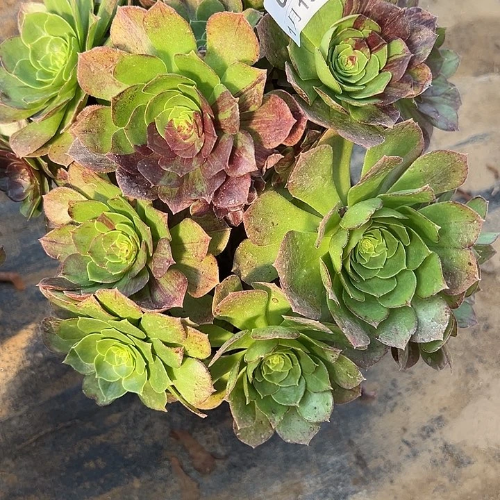 1.19-65花月夜多肉植物