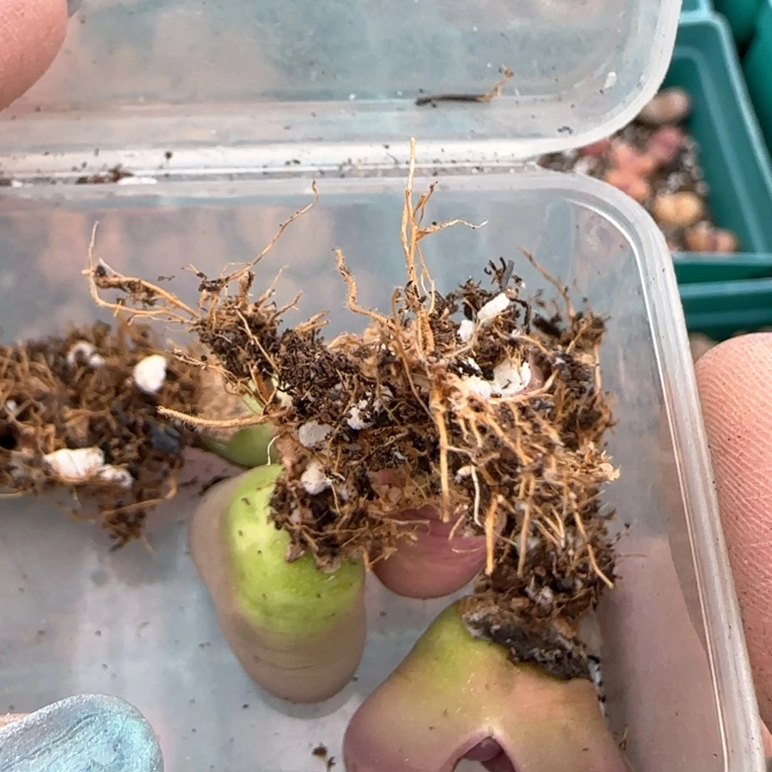 @**?3。4。 7051。 橄榄。  6