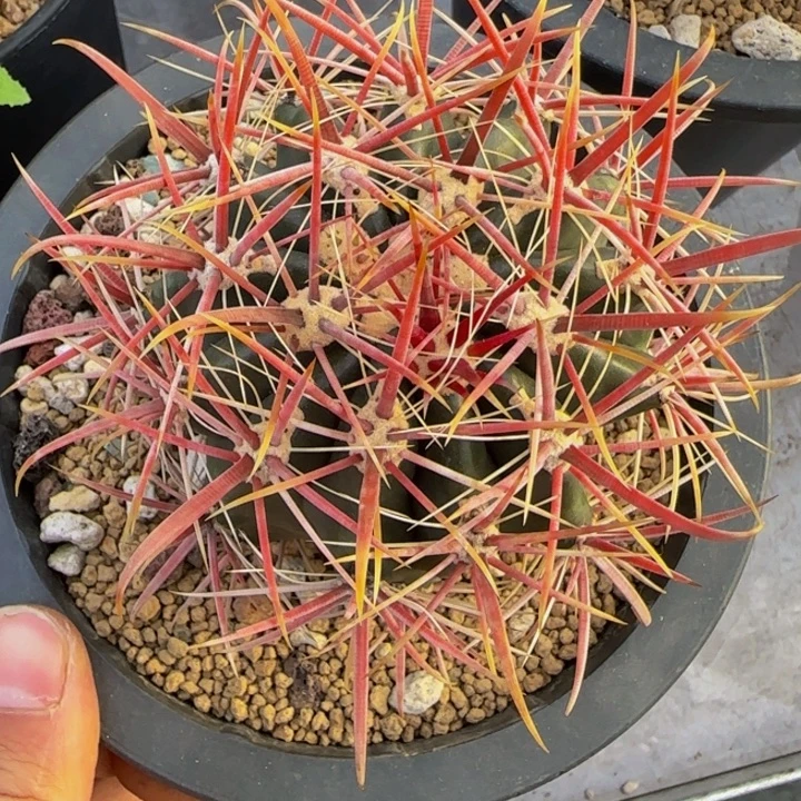 日系宽刺神仙玉大福利