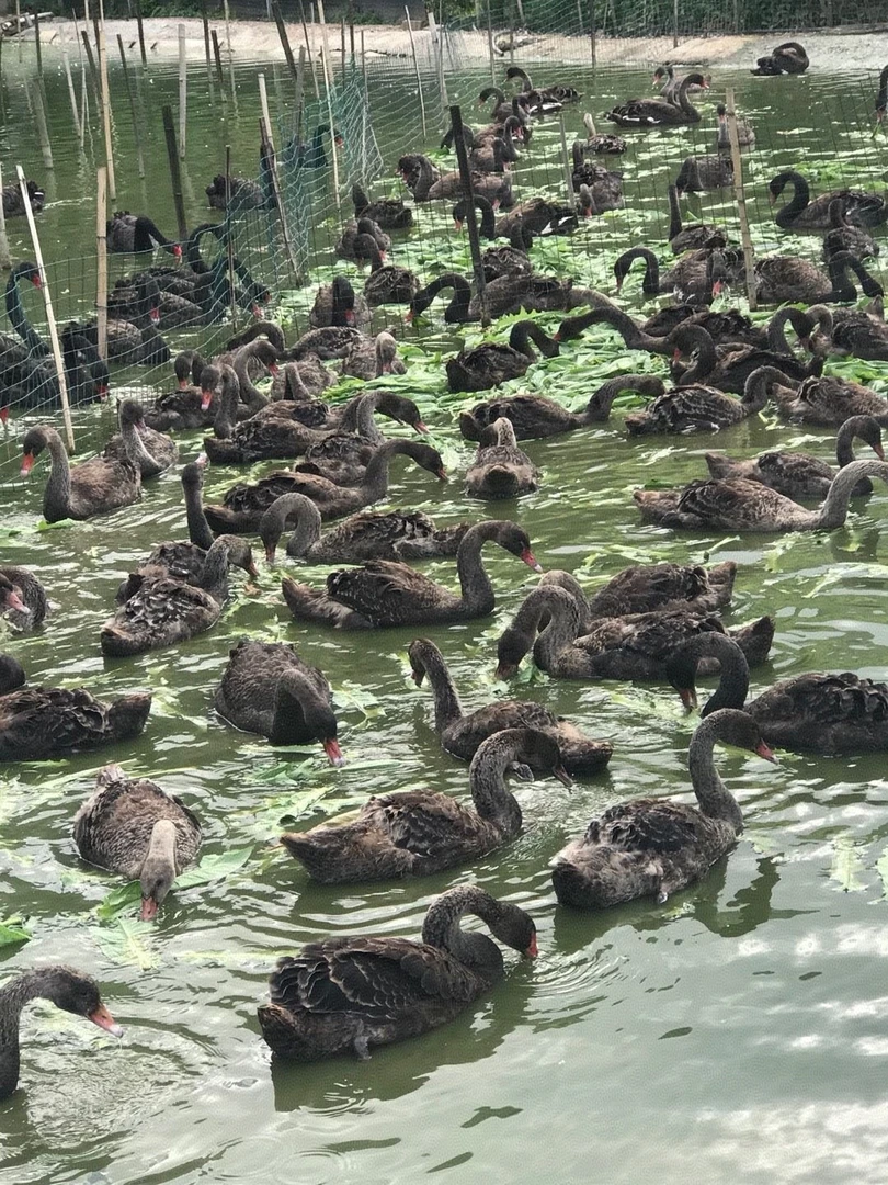 观赏青年黑天鹅亚成体顺丰快递包邮到家，黑天鹅观赏贵族摆件