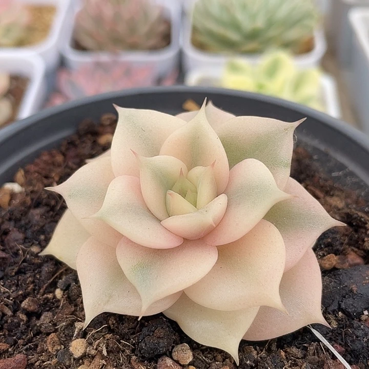 贝加尔湖锦。锦龙多肉园艺