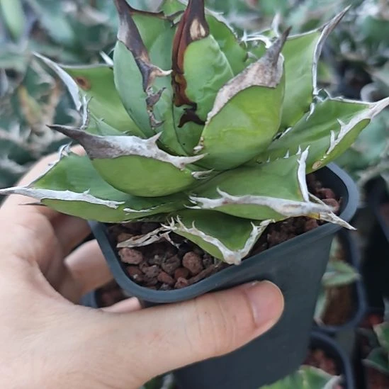 小岛白刺仁王冠龙舌兰