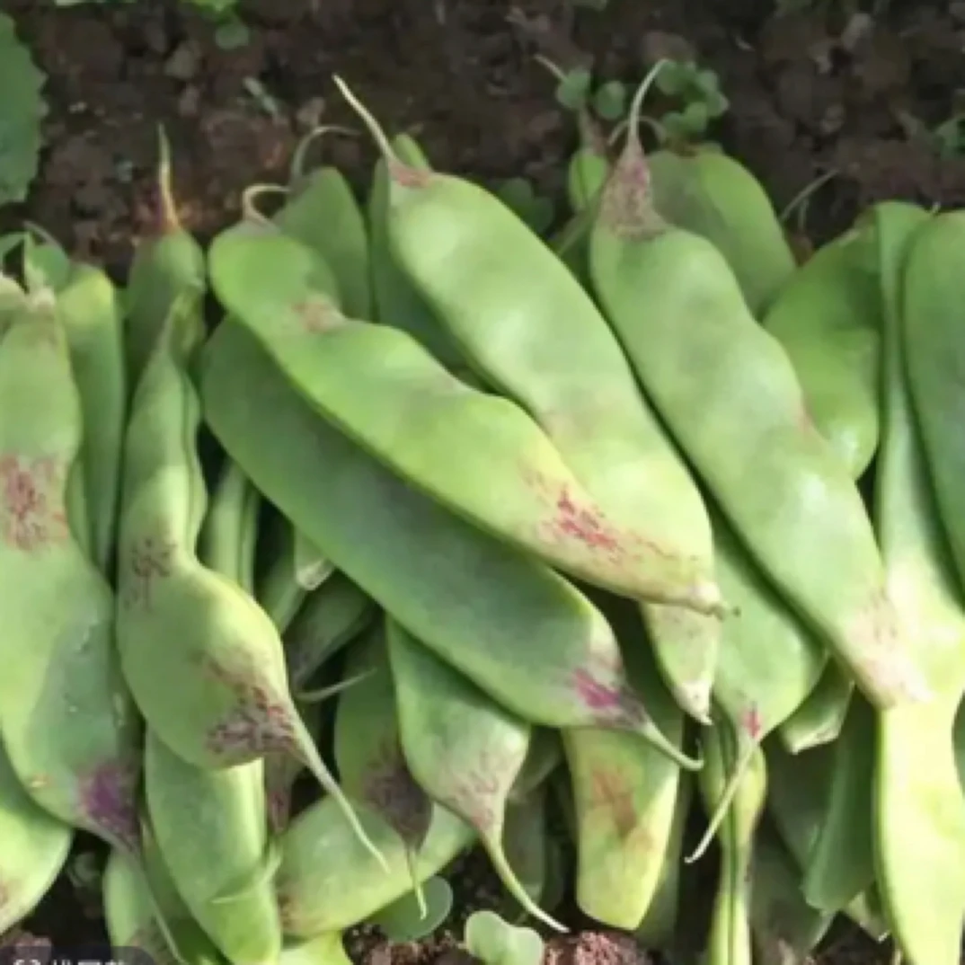 油豆角三斤现摘现发新鲜