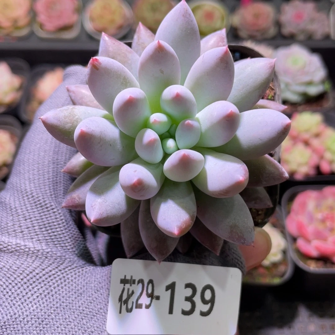 花利美29-139奶瓶