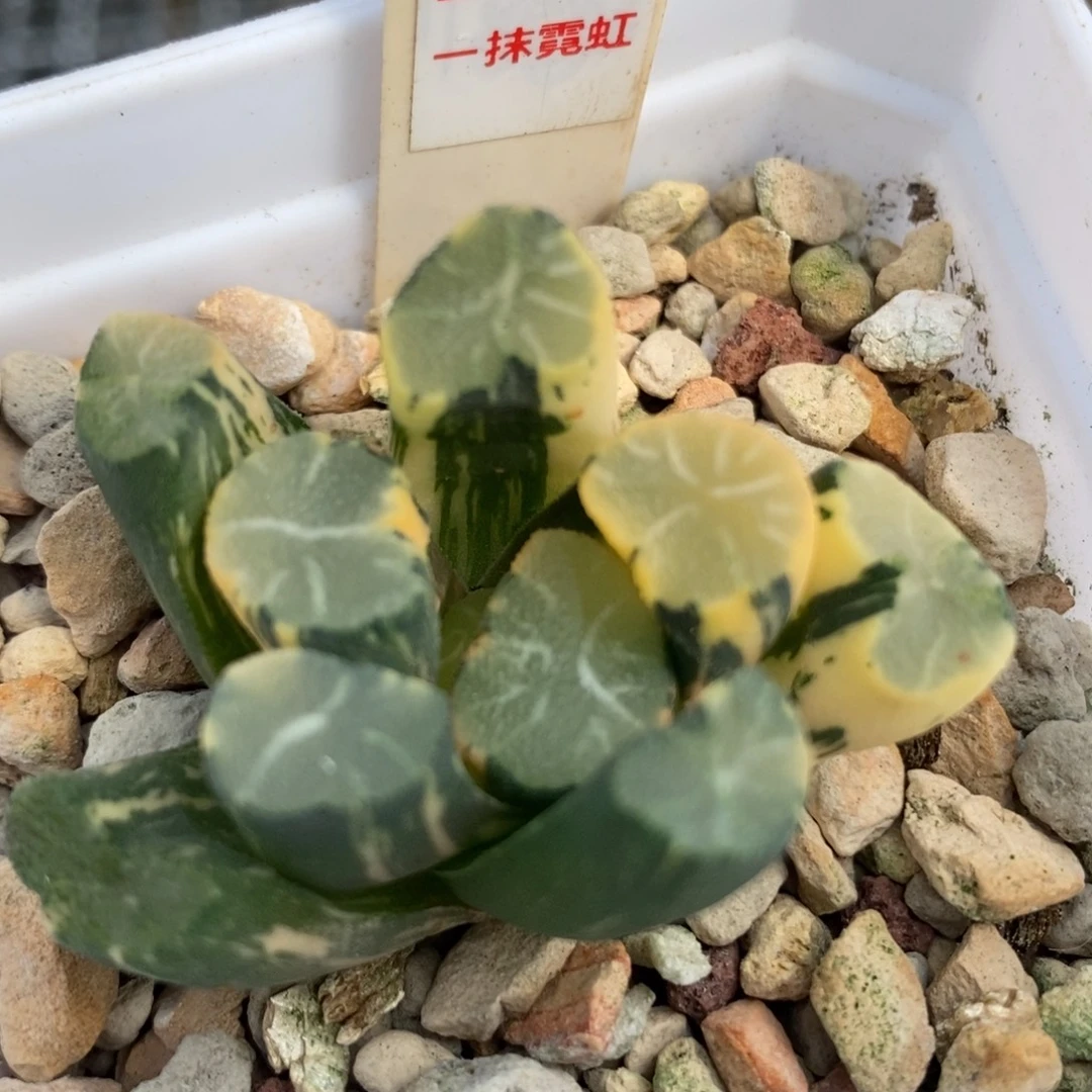 295白庙万象锦一物一拍