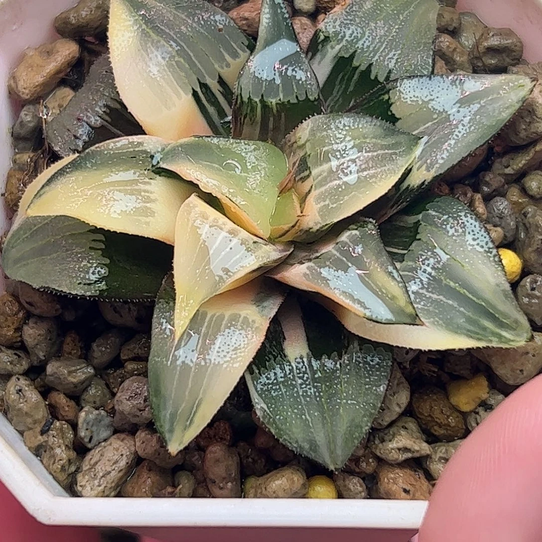 偷***猫裹克锦十二卷多肉植物