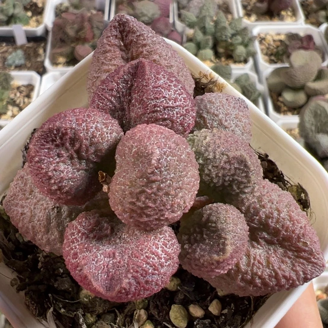 w水蜜桃多肉植物水泡