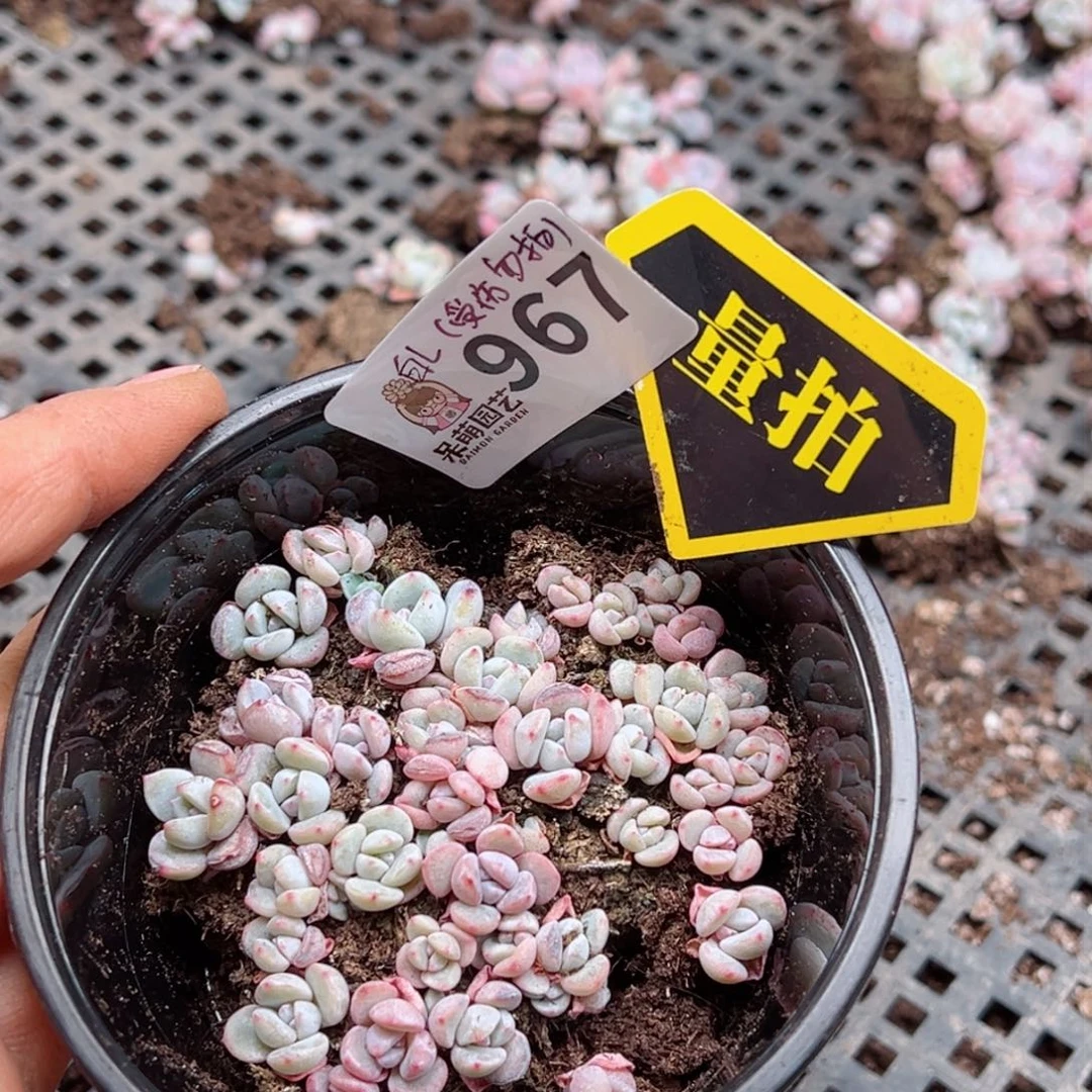 多肉植物多肉植物