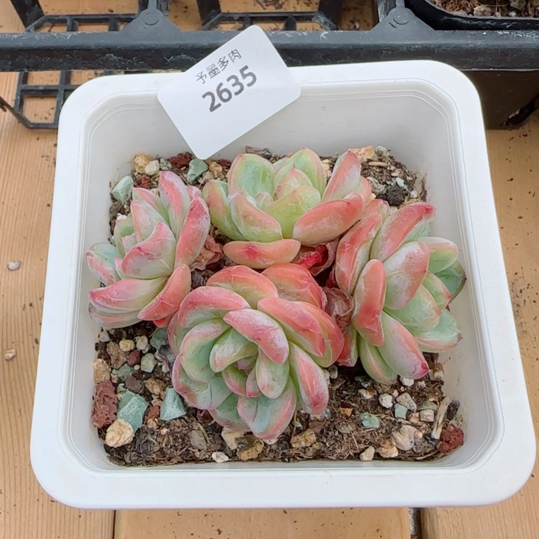 星星珍妮，2635多肉植物