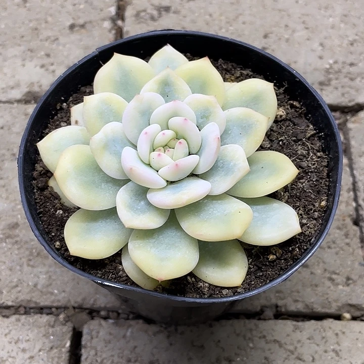 梦露宽锦一物一拍