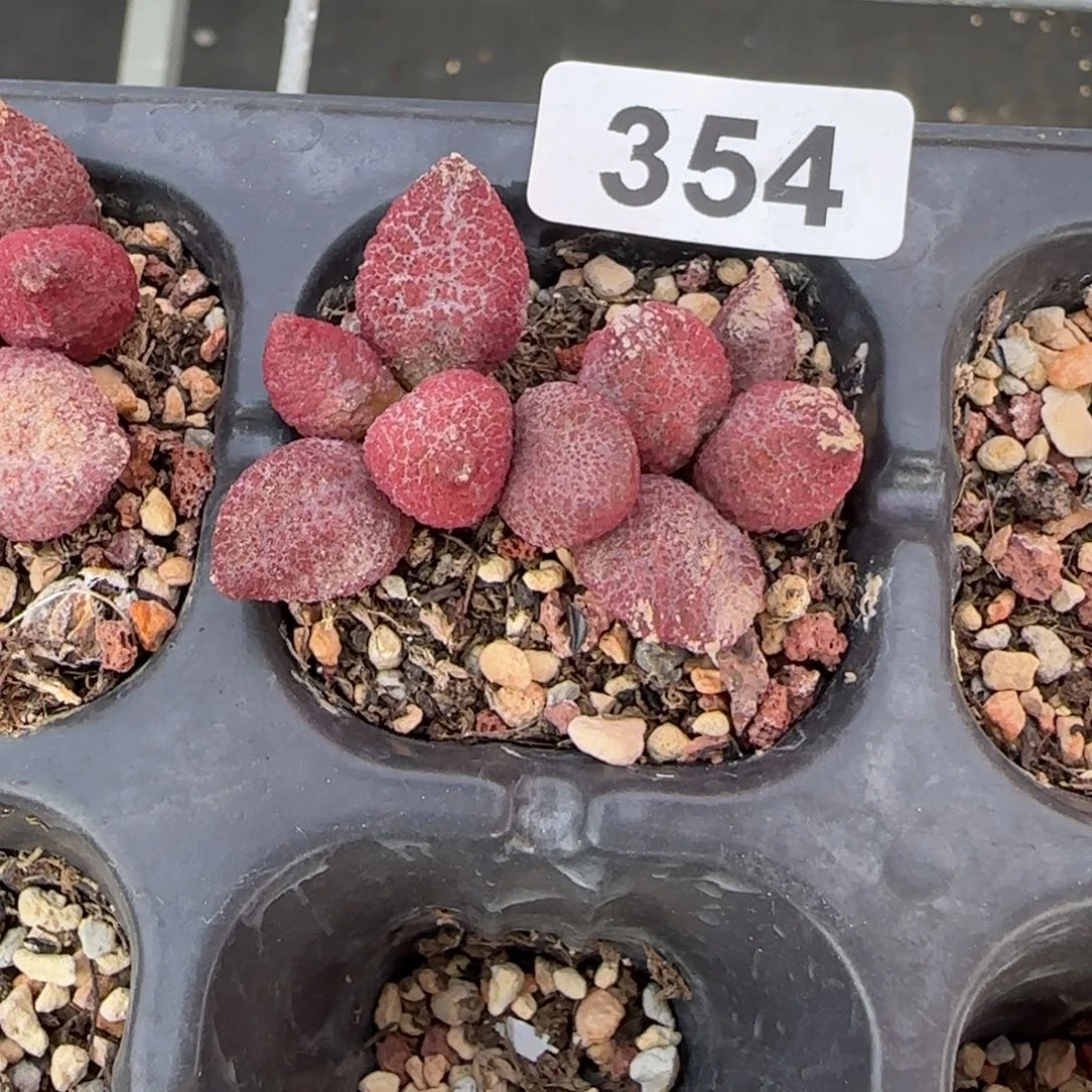 魔影水泡多肉植物354