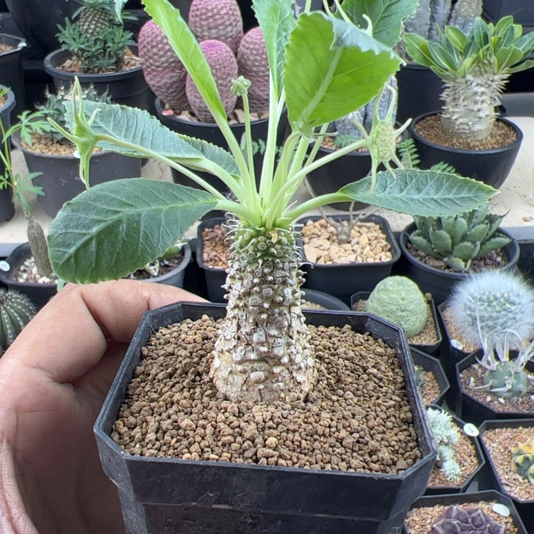 新种琉桑实生一物一拍带盆发