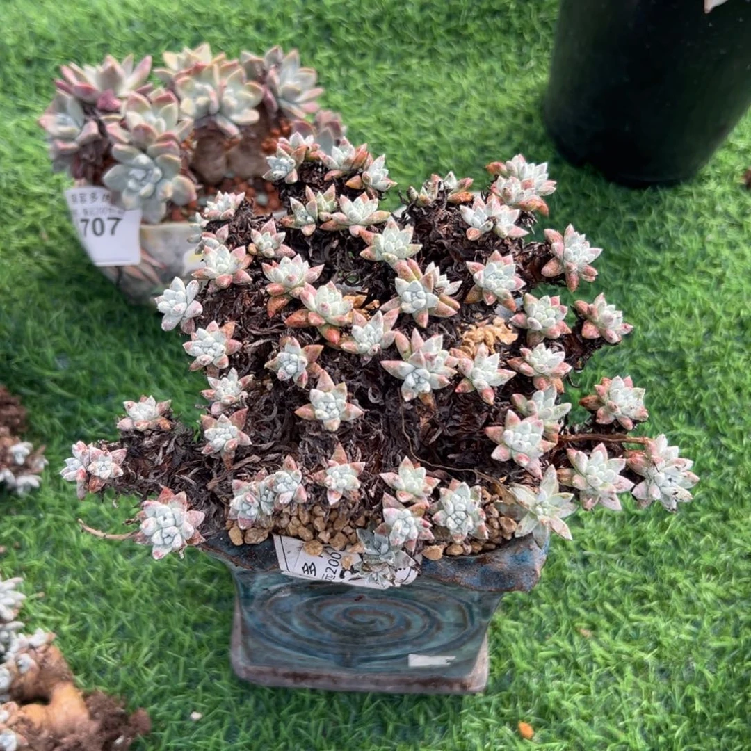 满天星白菊～一物一拍1134