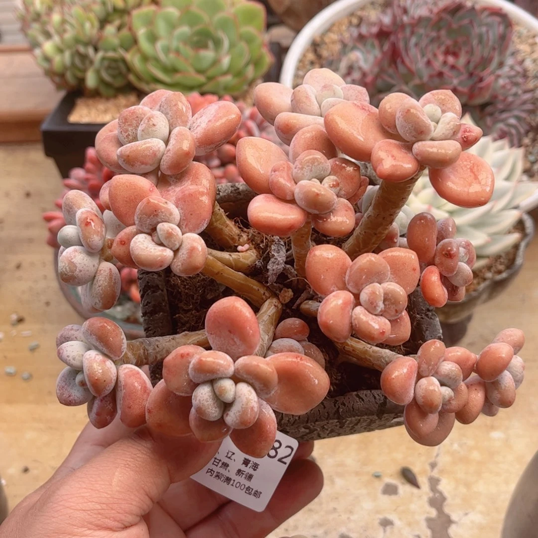 182香水洛神德华多肉