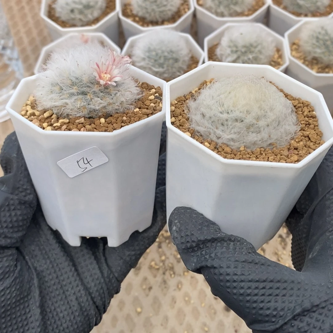 ?***白星+白云高砂一组54号