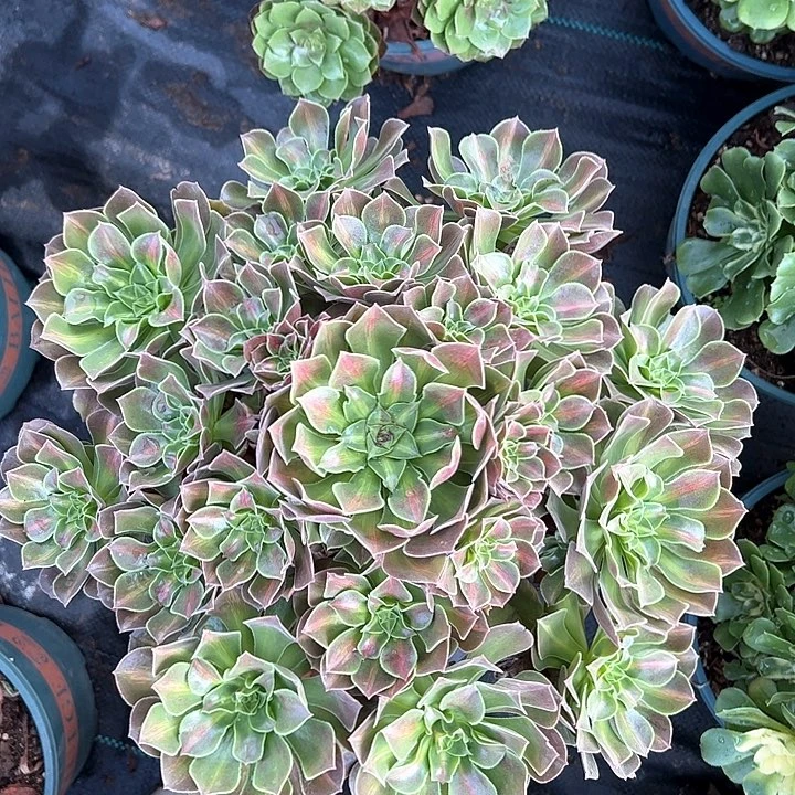 0299女巫中班多肉植物