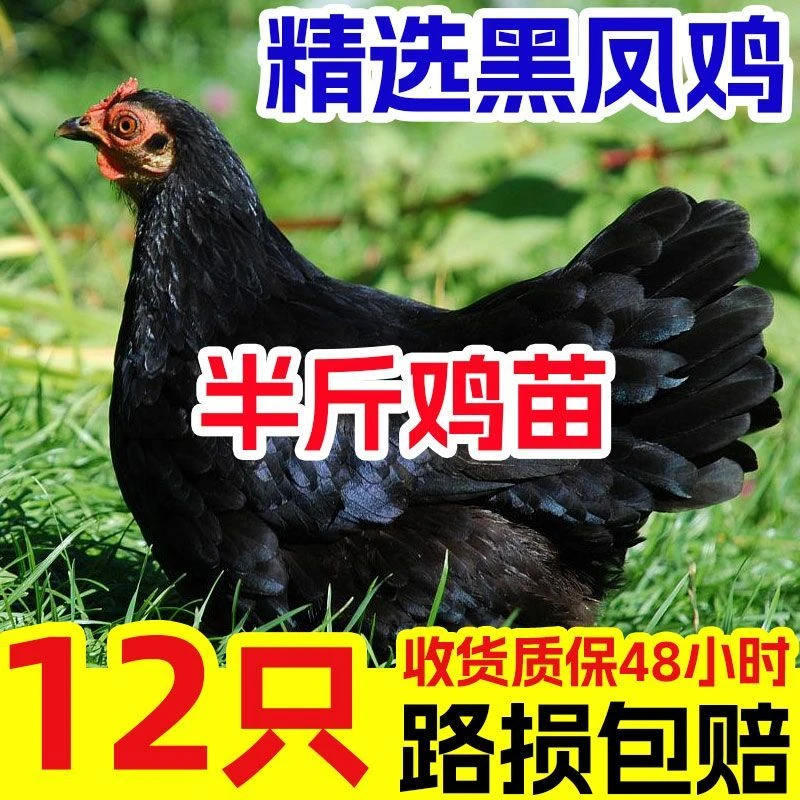 黑凤鸡 宠物鸡 绿壳蛋快递包邮
