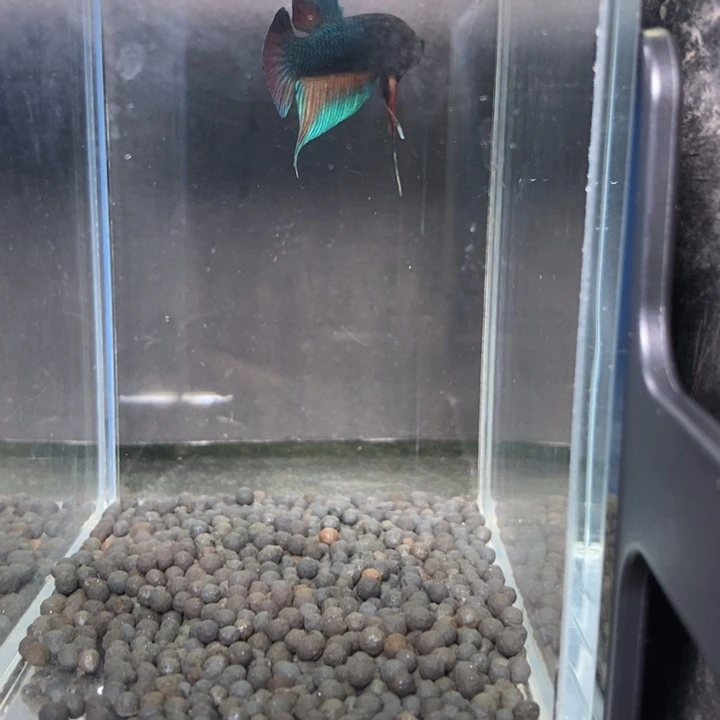 斗鱼泰国斗鱼489号