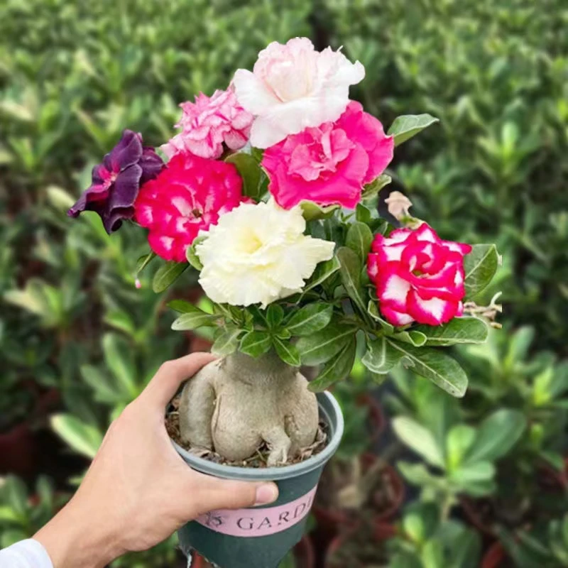 四季花沙漠玫瑰盆栽老桩重瓣花苗基地直销室内阳台多肉盆景带花苞