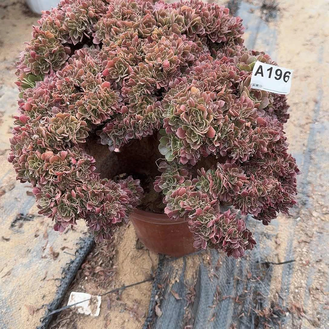 196玫瑰朵朵有伤一颗呀呀