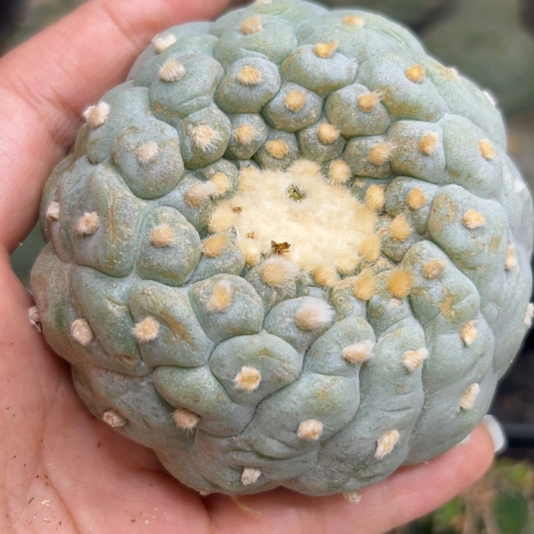 488 仙人球的世界 有根