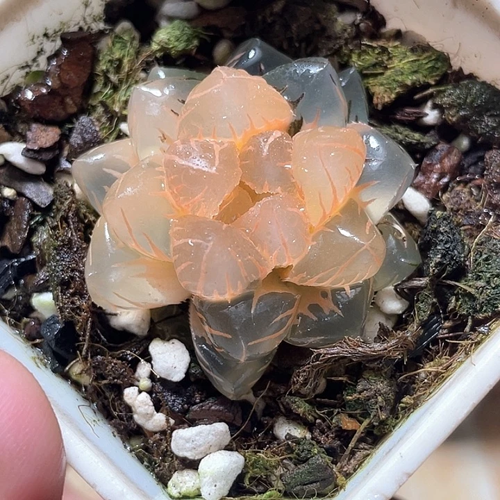 640糊斑水中月锦特选
