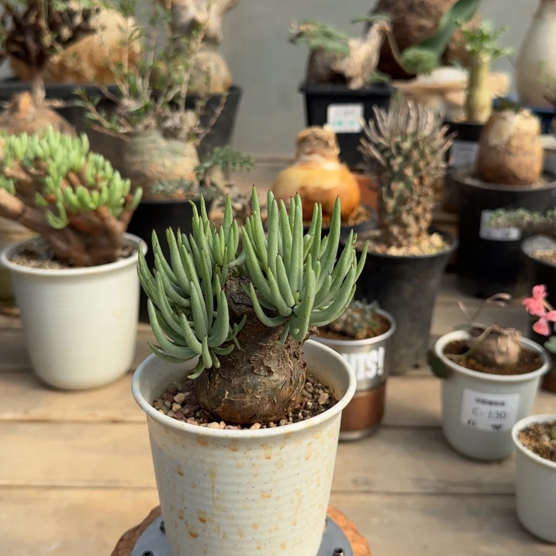 794白象奇峰锦不带盆