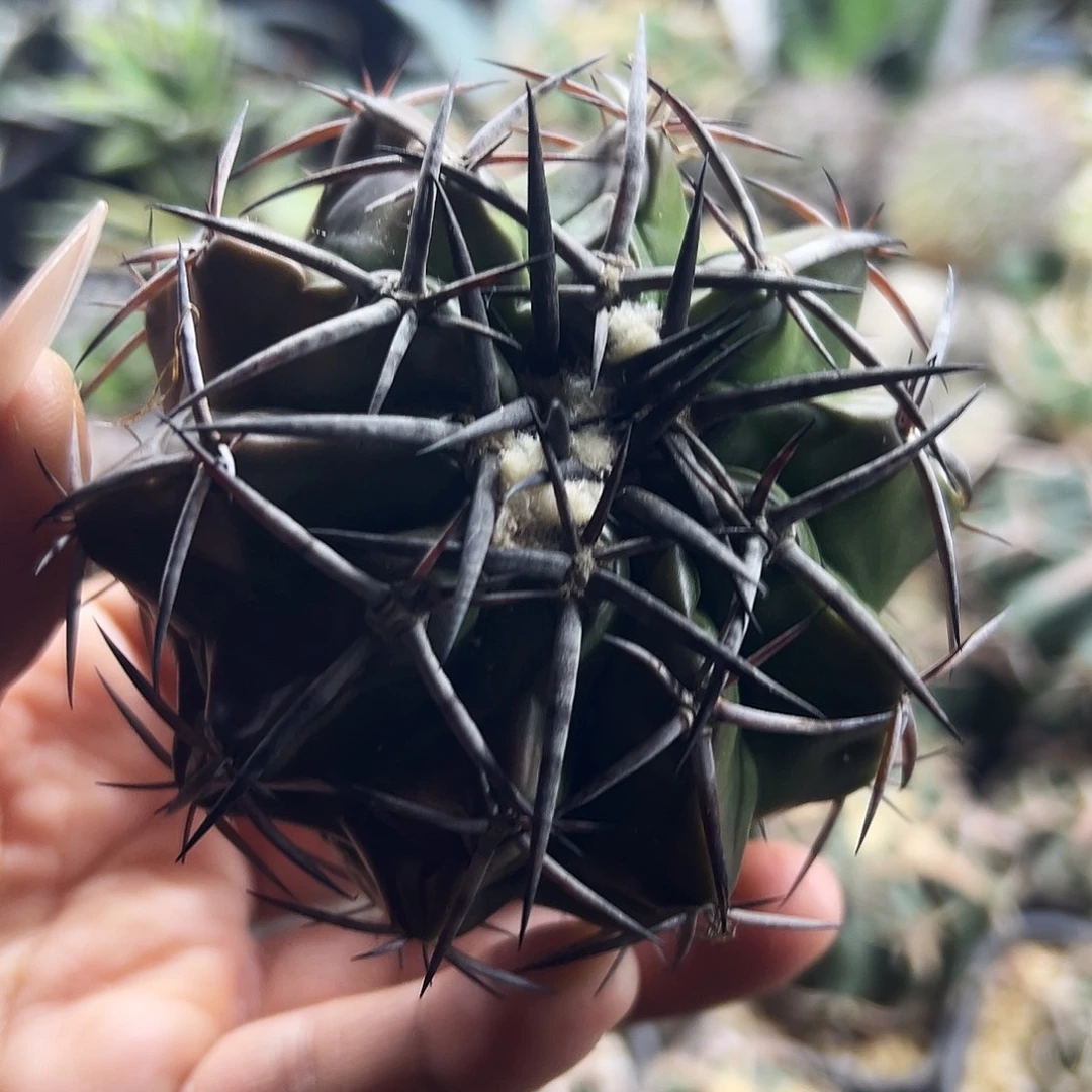 铃木圆盘仙人球666666