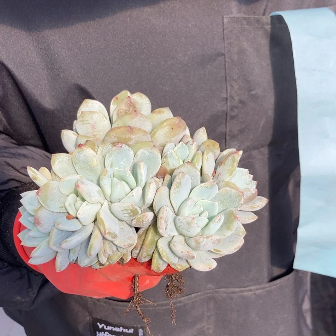 11.65小脸石榴籽星影门口随机发货7头