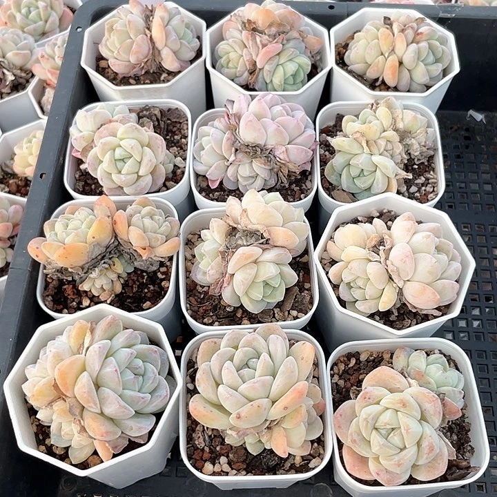 薇薇安园艺多肉08042