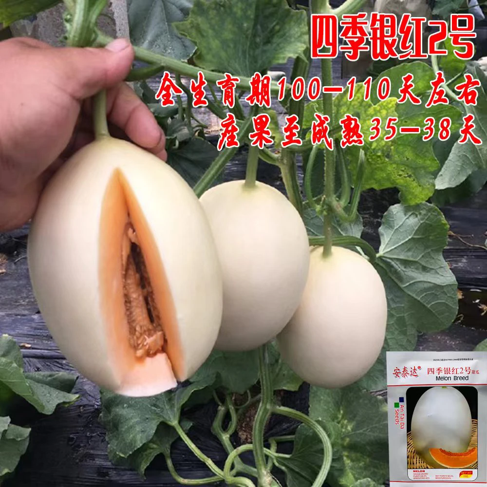 超甜白皮甜瓜白皮红瓤甜瓜早熟香瓜高产白皮香瓜