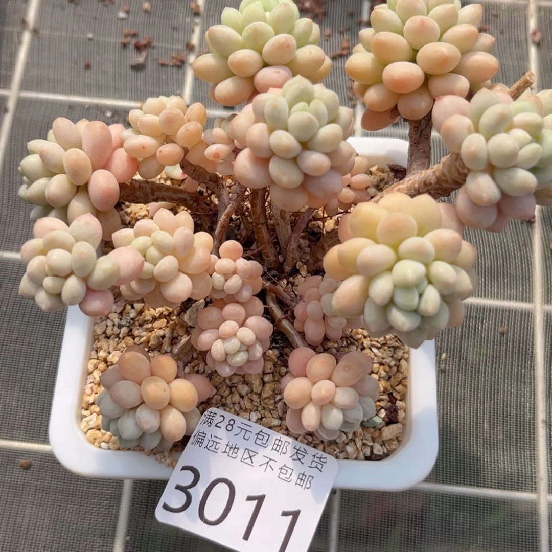 大3011、xv c b b b b