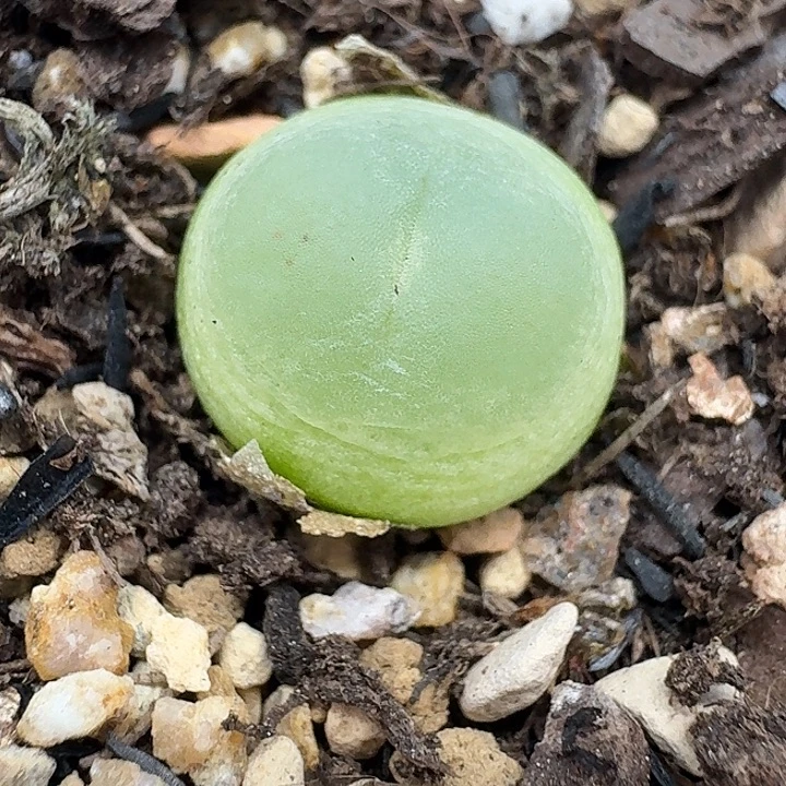 老马生石花1.3拉登1919