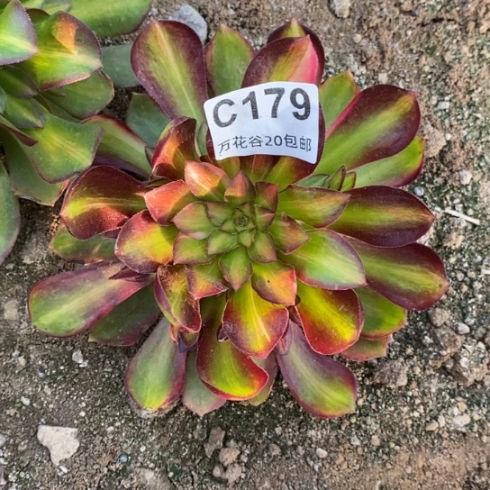 179绍修七彩多肉植物