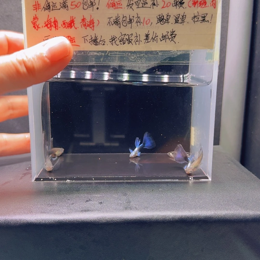 孔雀鱼蓝礼服绣球两对压成