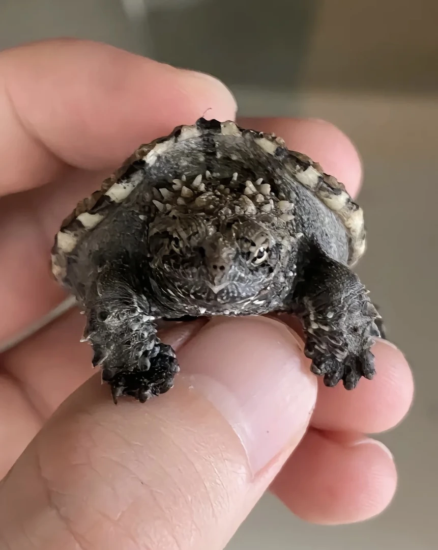 冷水养殖的佛鳄龟