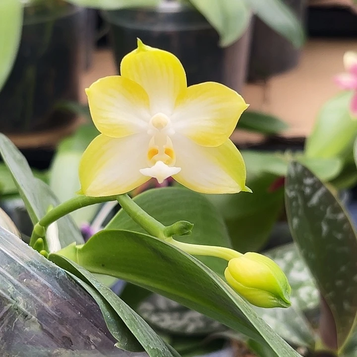 大部分花苞少量开放福利