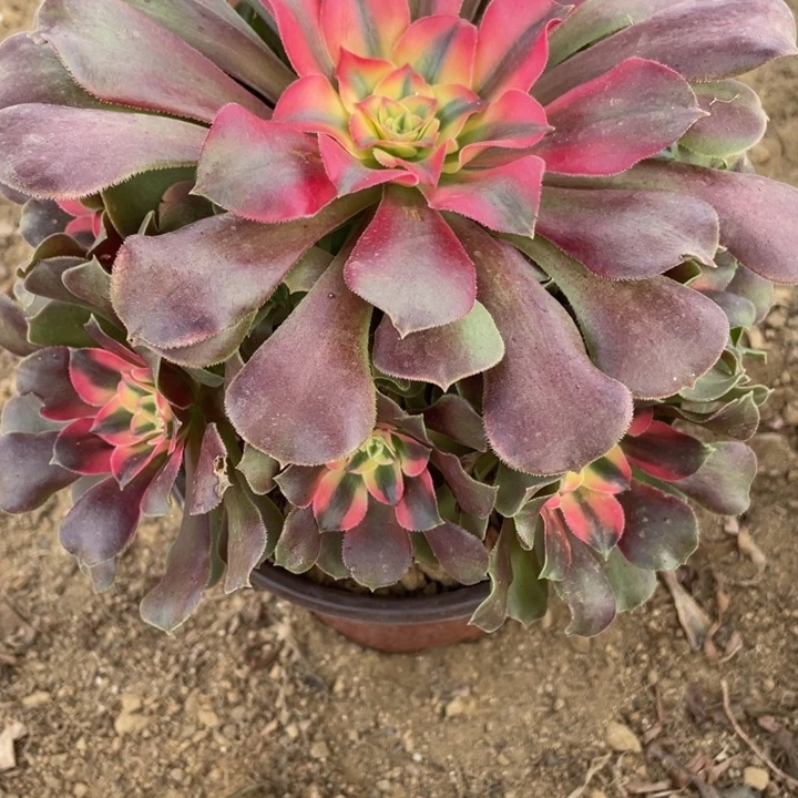 无花朵016多肉植物香妃