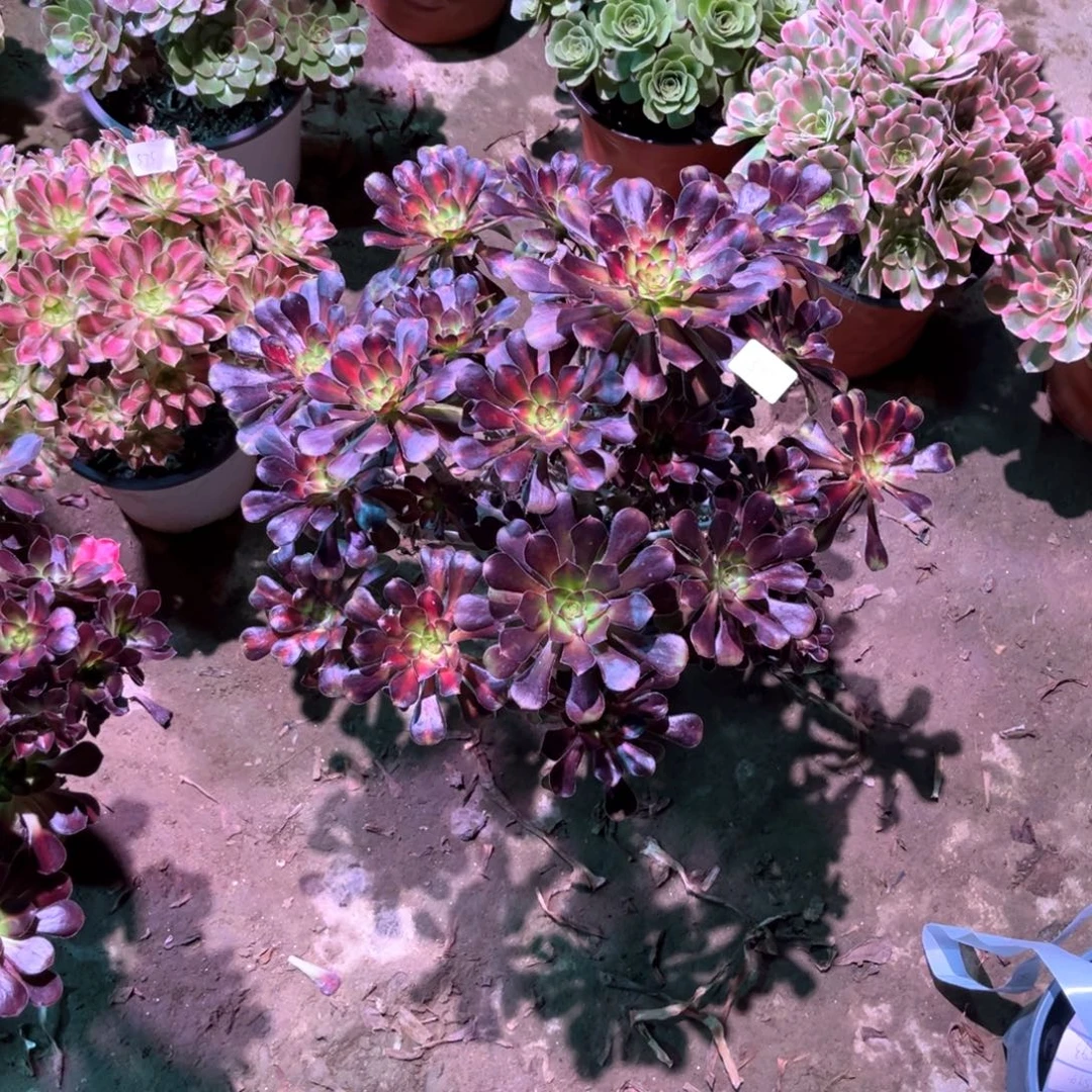 多肉植物晚霞00577