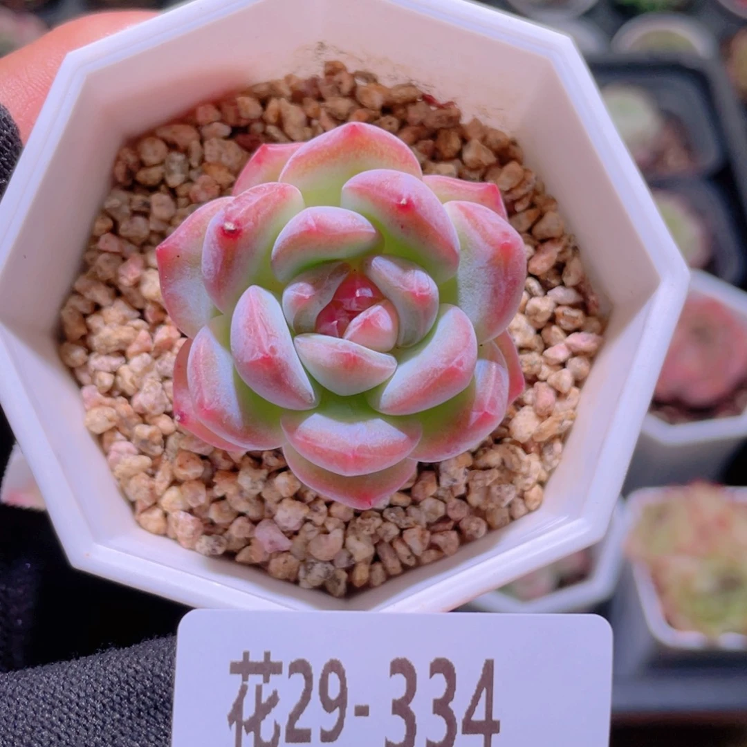 花利美29-334精选糖心