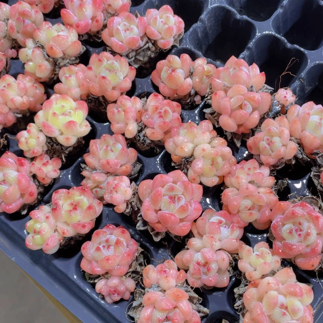 957号 精品刚毅8个