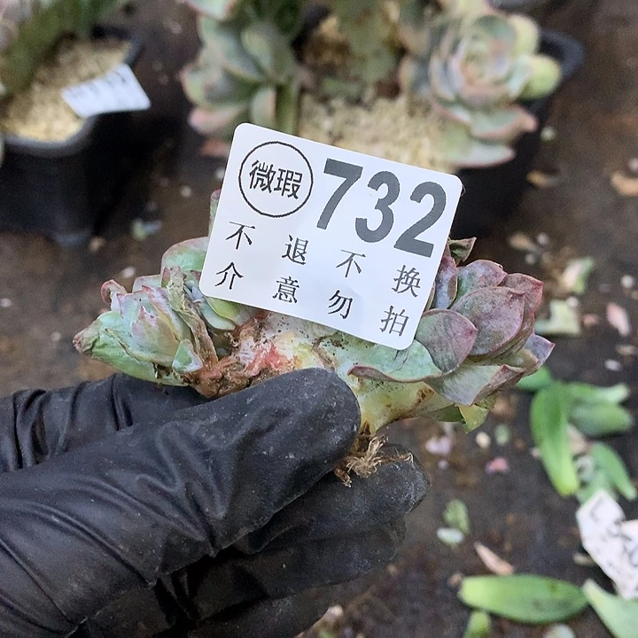 白凤缀化 非偏远38包邮节后发请联系客服
