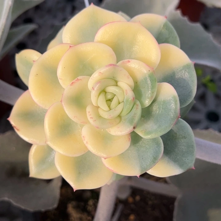 三文鱼锦一物一拍