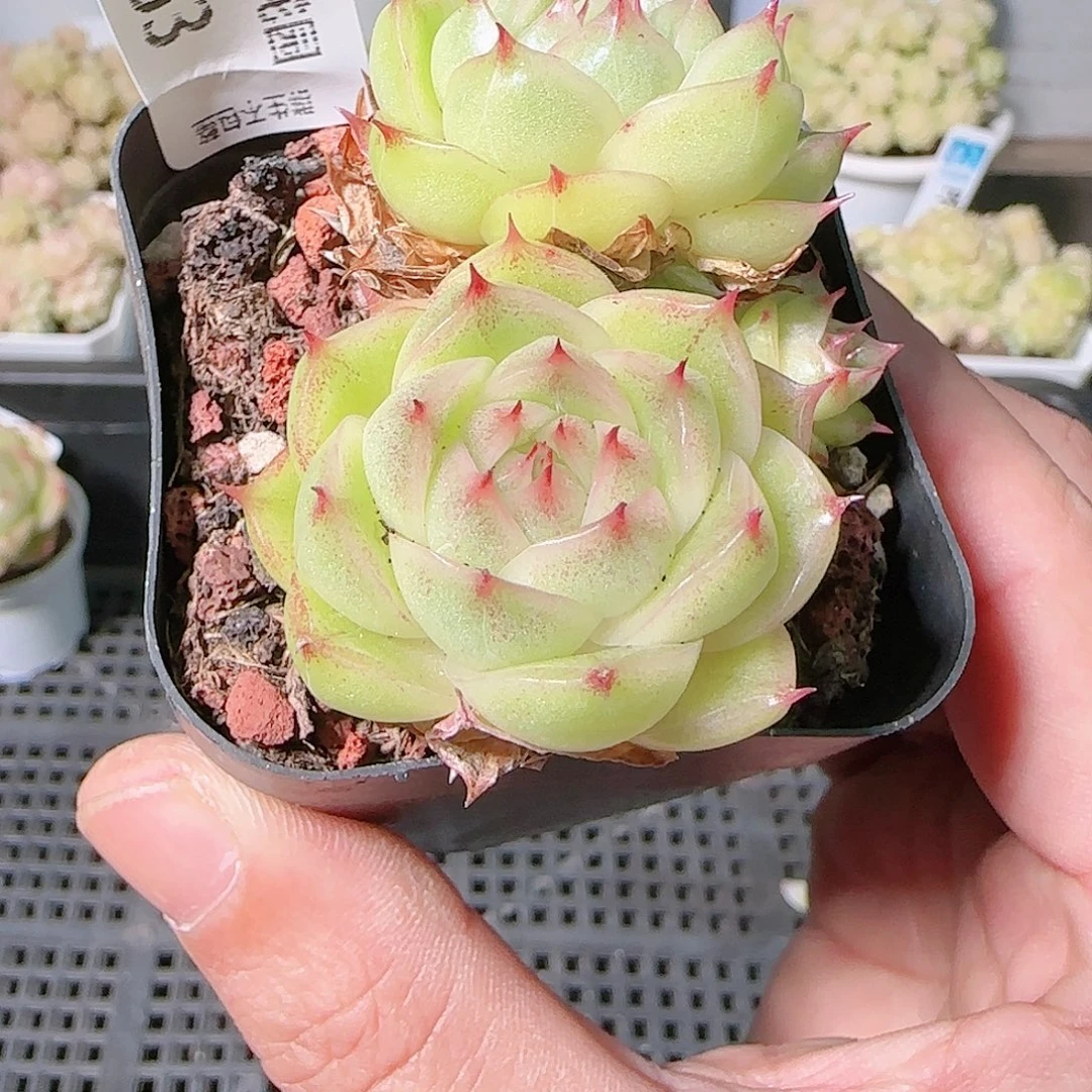 1126-363群生不包整