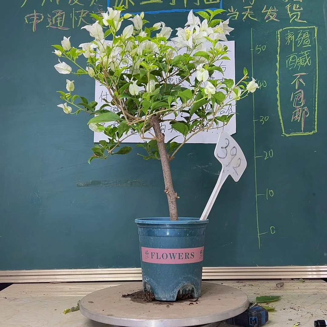 当前无花栽培后可以开花白雪公主 棒棒糖型 392