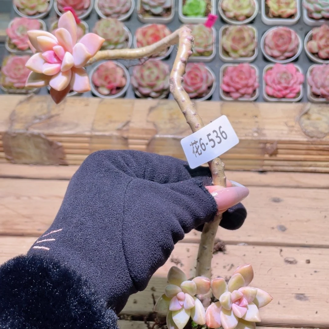 花利美6-536淡雪群