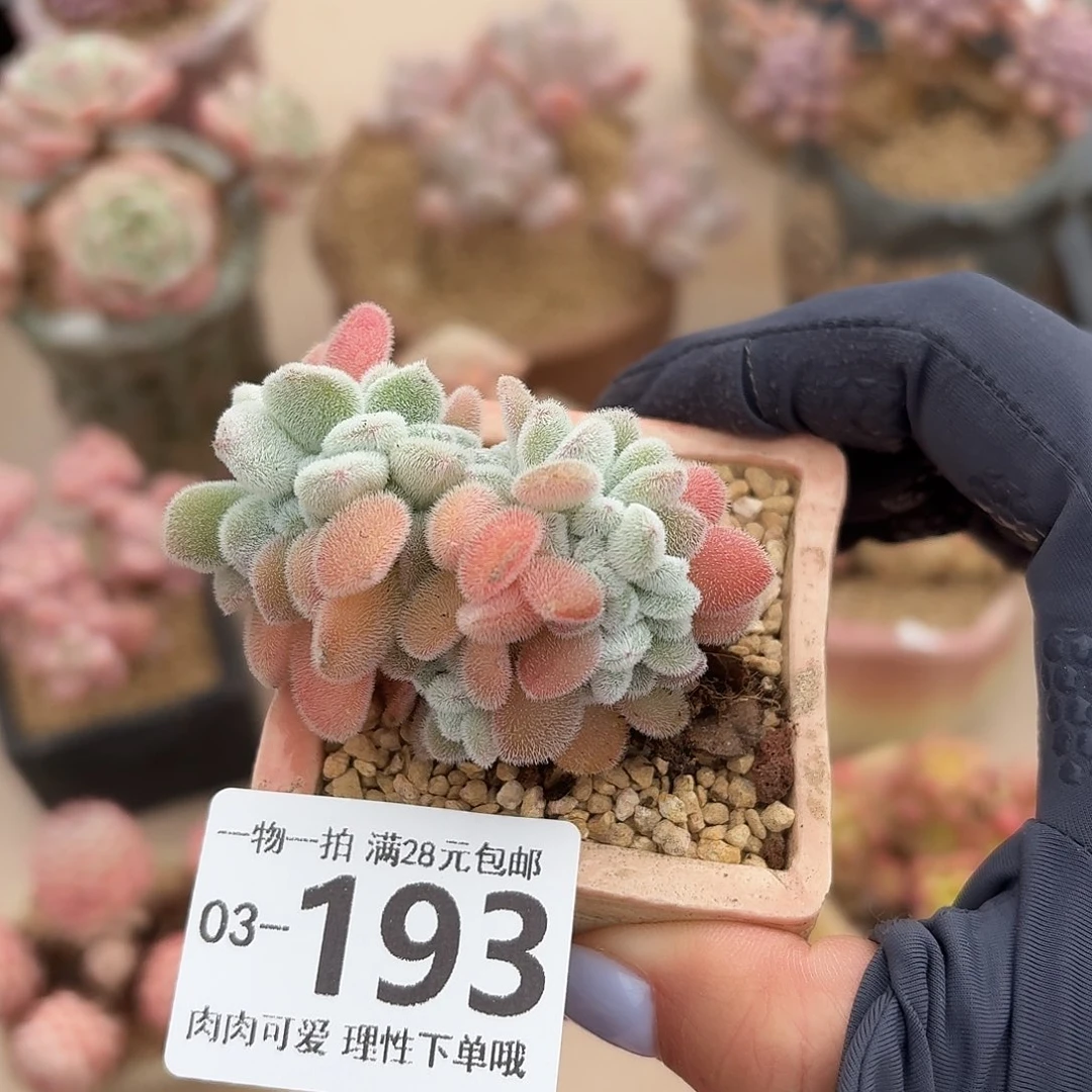 雪晃星缀无盆土发货无