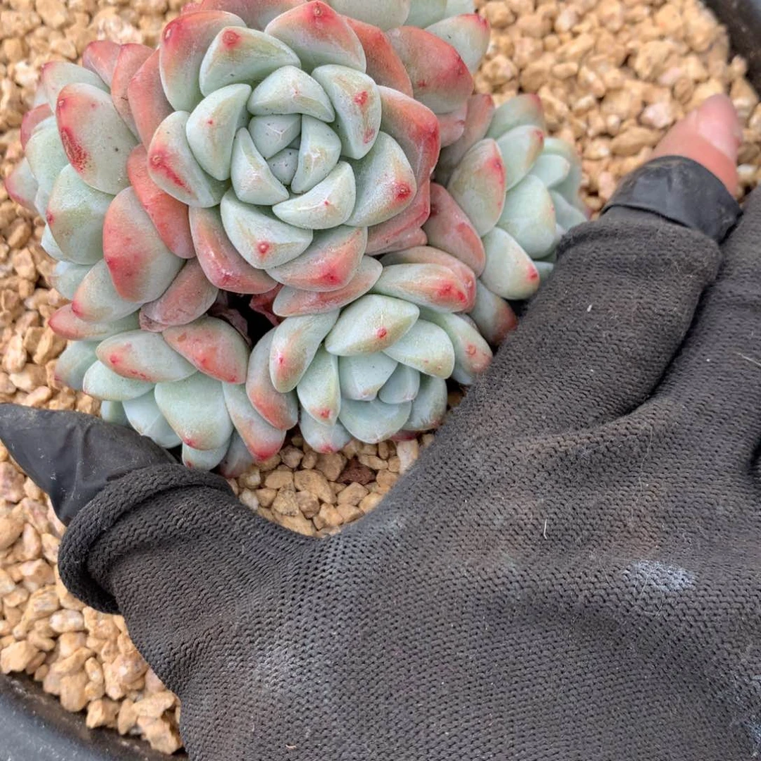 黑***妮A771售后范围：签收起7天内，录开箱视频